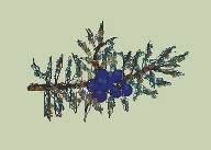 Gabriel Niilonpoika Enqvistin j&auml;lkel&auml;iset ry